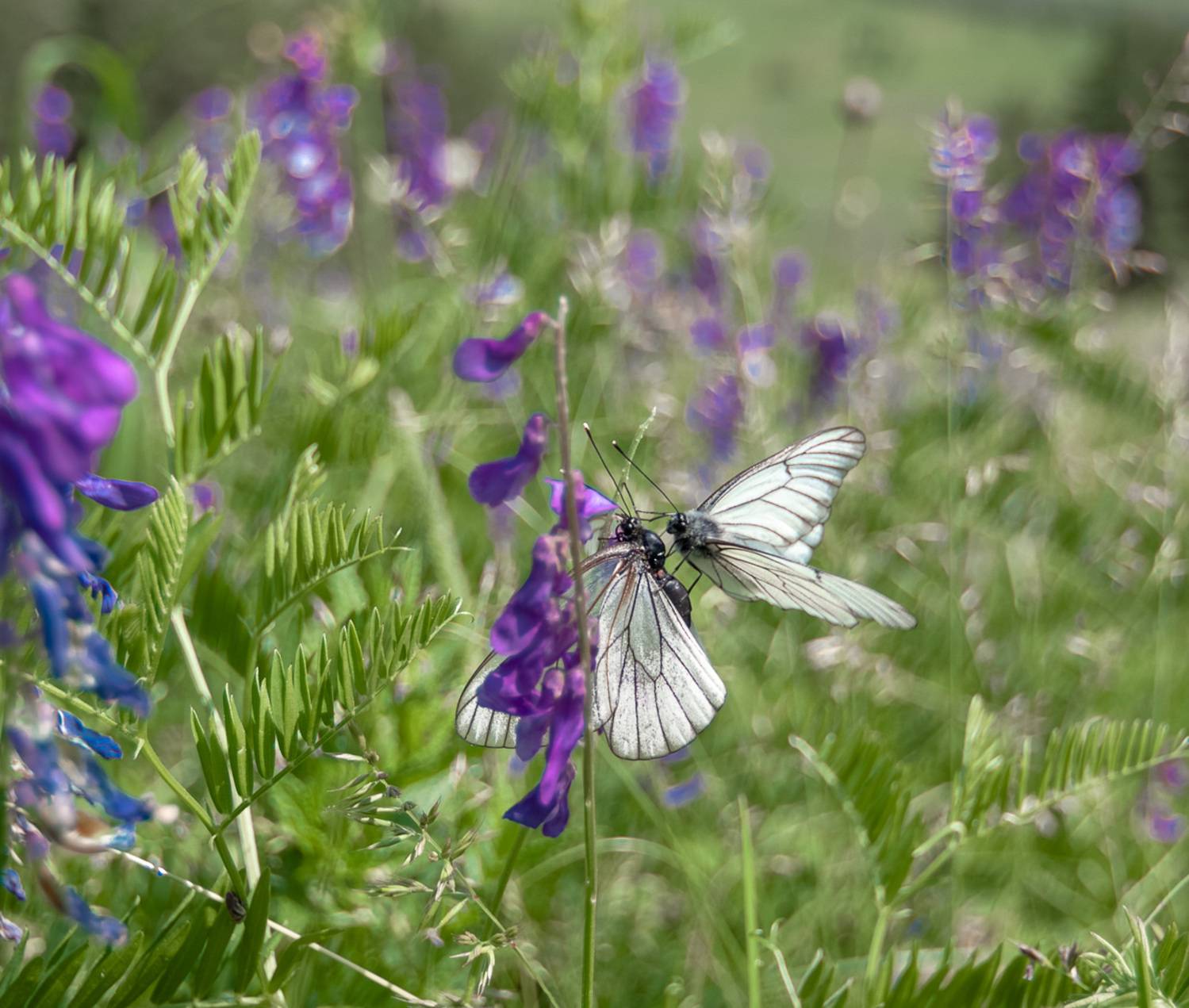 , Шустиков Дмитрий