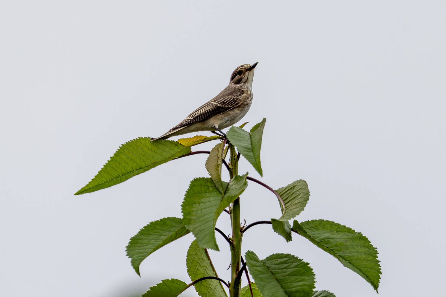 птица, мухоловка, bird, Mikhail Konarev