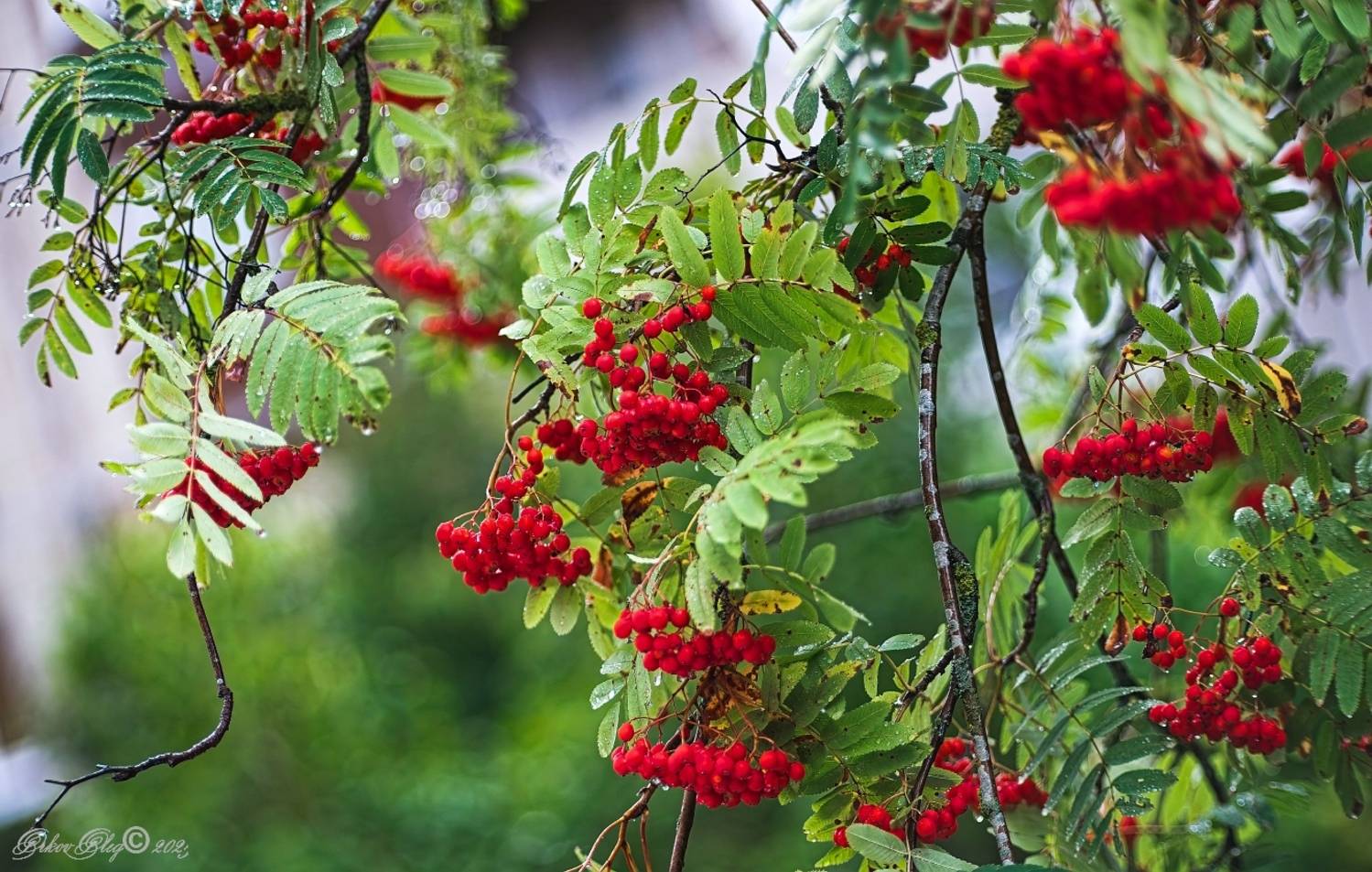 , Орлов Олег