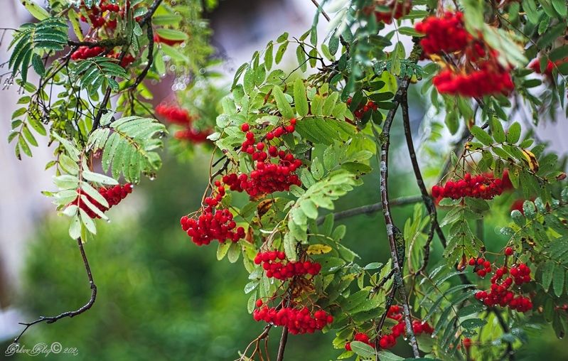 *** фото превью