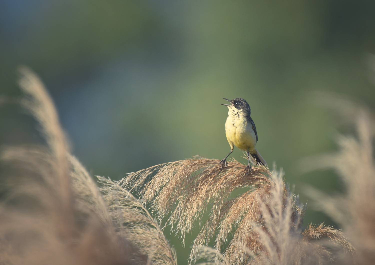 , Герчев Николай