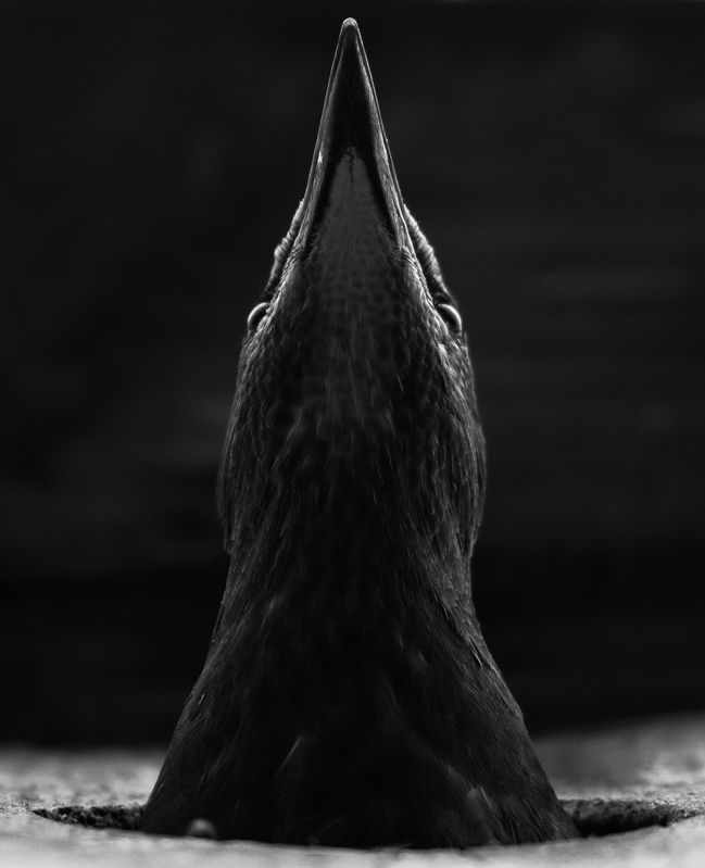 скворец чб, скворечник В ожидании матери фото превью