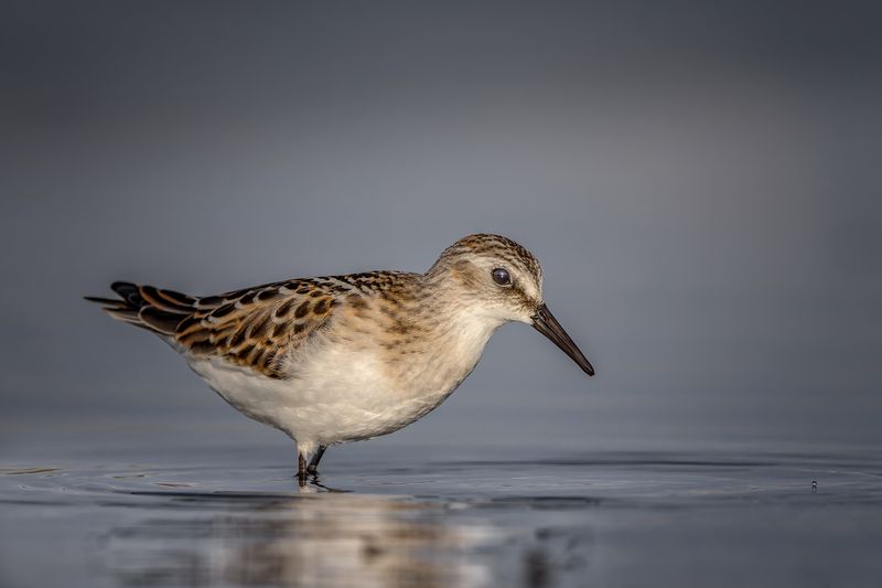 Кулик-воробей фото превью