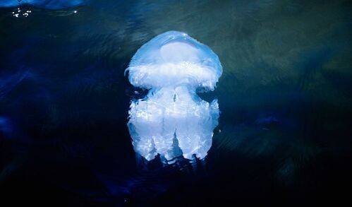 Про скоротечную бытность медуз.