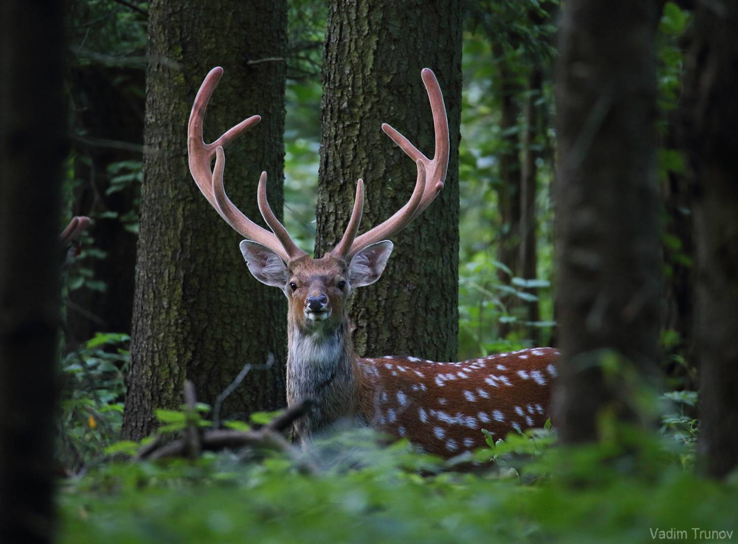 олень, пятнистый олень, Вадим Трунов