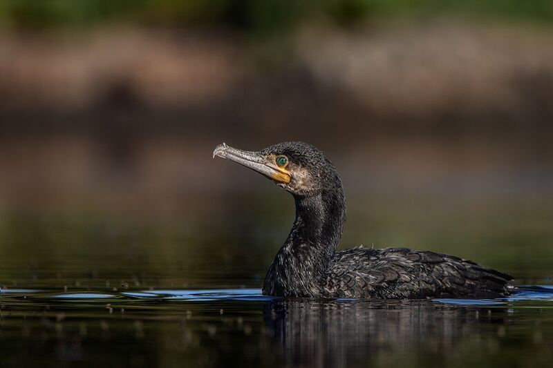 Большой баклан фото превью