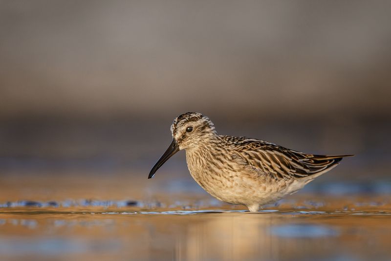 Грязовик фото превью