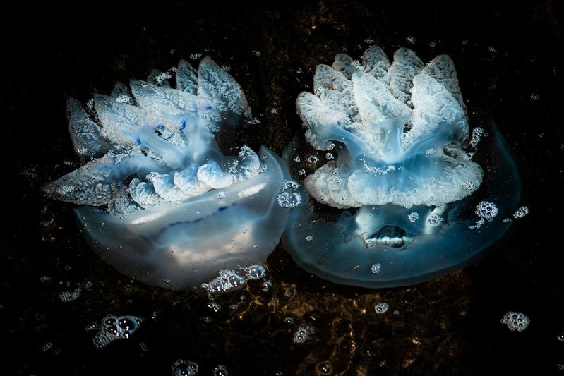 животные, медузы, подводный мир, фауна, красота, природа, красота природы, магия, жизнь, черное море, винтажная оптика, юпитер 37а, керчь, крым, россия Про скоротечную бытность медуз. фото превью