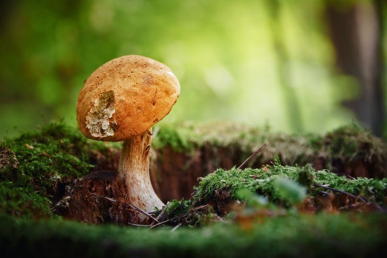 Съешь меня если сможешь фото превью