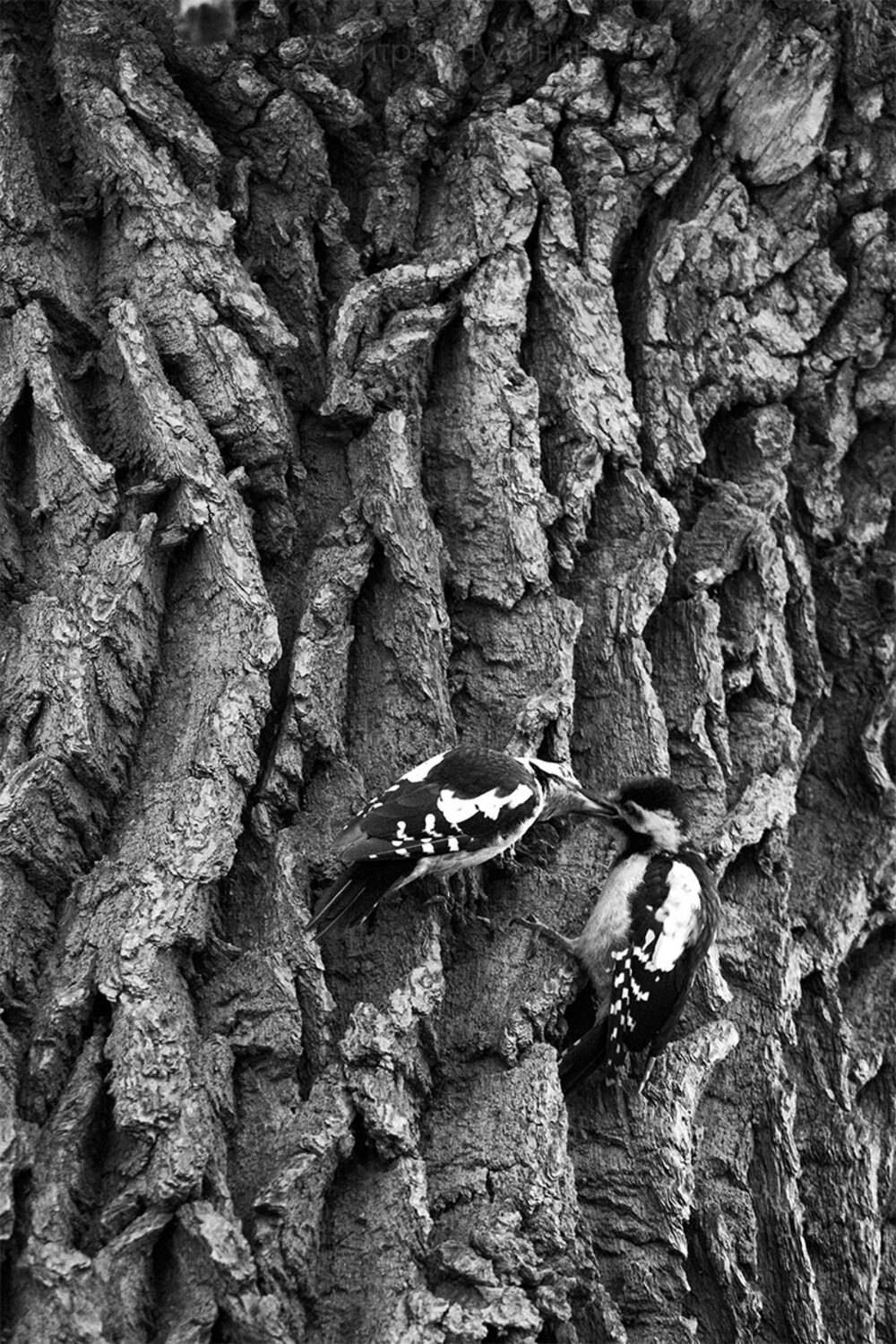 , Чудинин Дмитрий