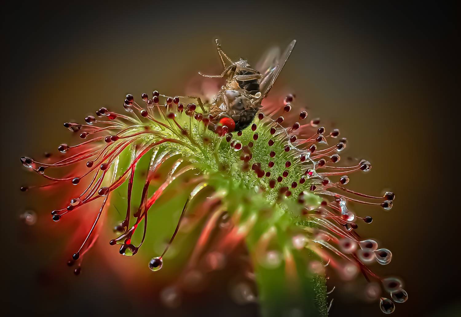 , Савчук Анатолий