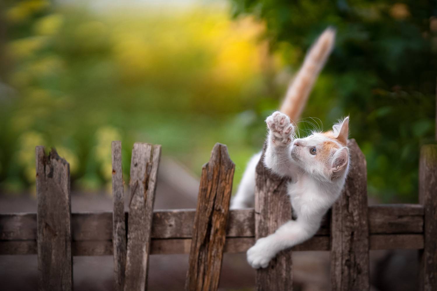 , Коротун Юрий