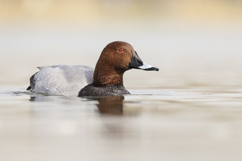 красноголовый нырок, птицы, утка, нырок Красноголовый нырок фото превью