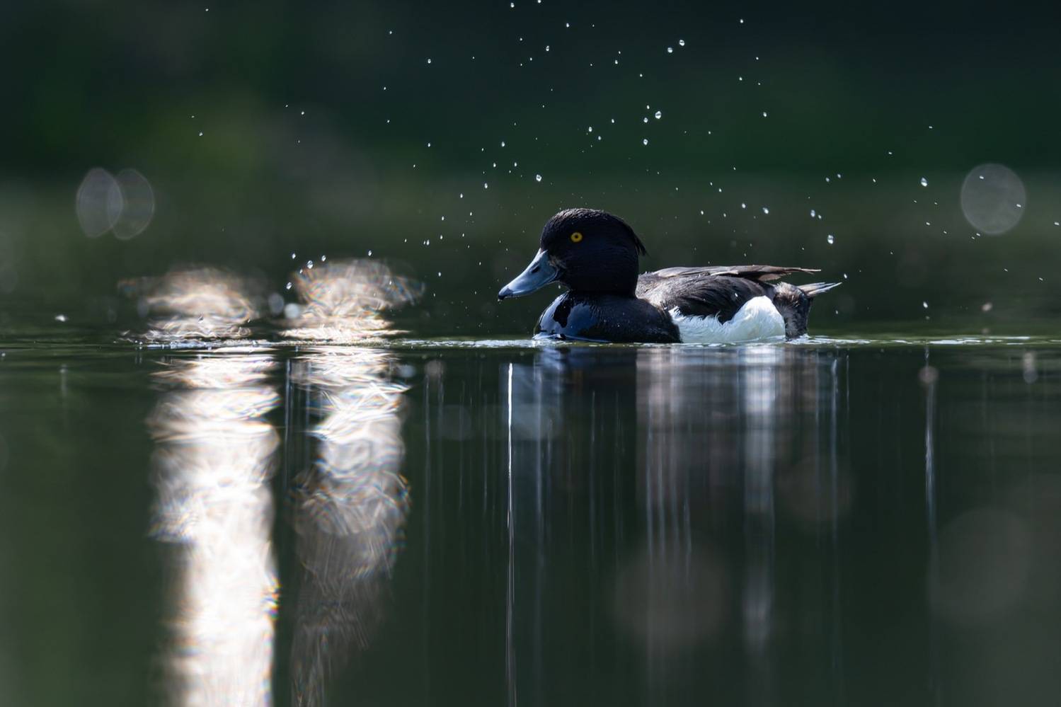 нырок, хохлатая чернеть, утка, птицы, Руслан Pl