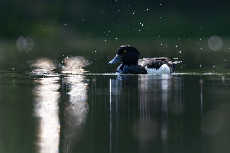 нырок, хохлатая чернеть, утка, птицы Солнечные зайчики фото превью
