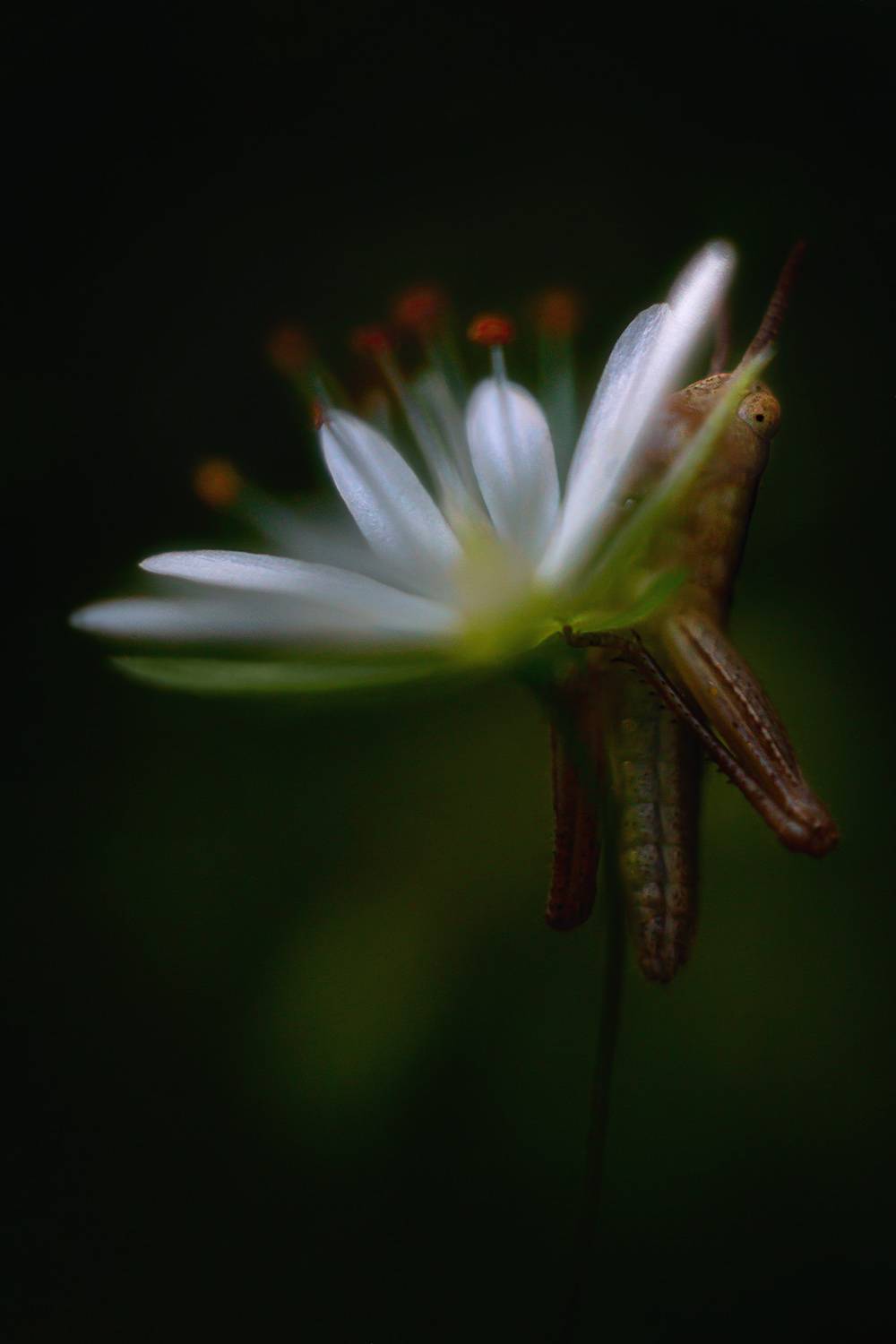 лето, природа, звездчатка, кобылка, Алёна Сурнина