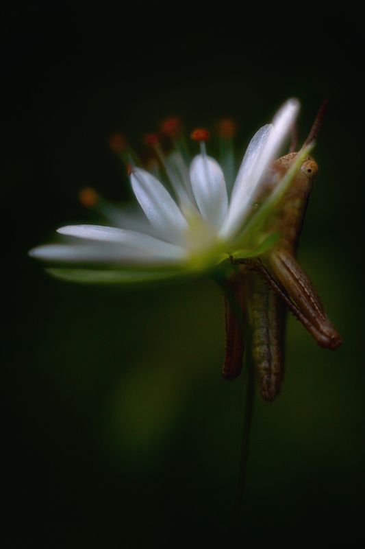 Прятки фото превью