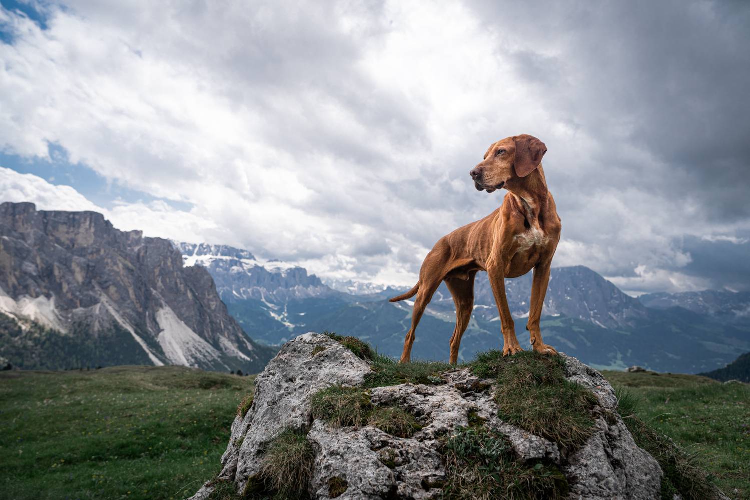 , Kriszti&aacute;n Csalami