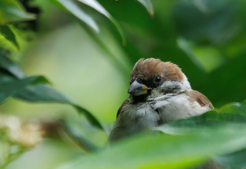 птица воробей листва Воробейский портрет фото превью