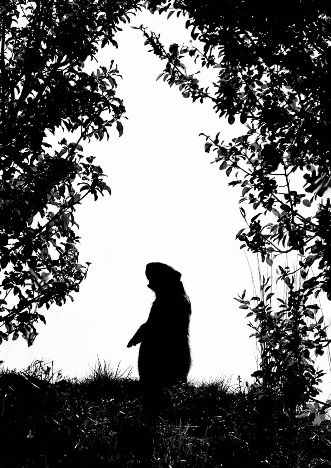 , Рыжков Роман