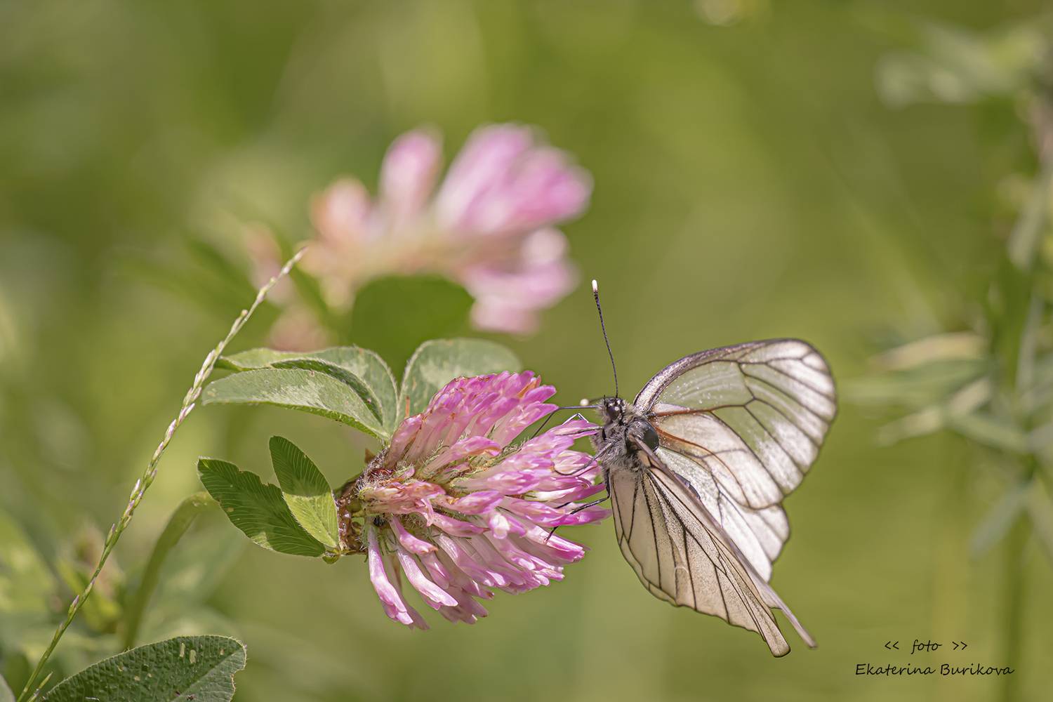, Бурикова Екатерина