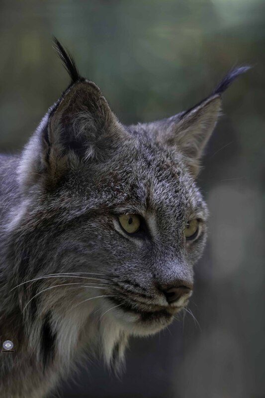 Canada lynx фото превью