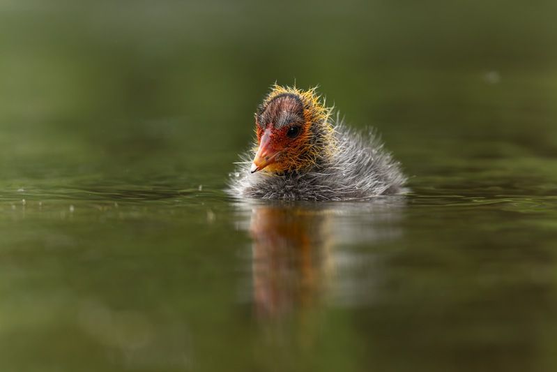 птицы, лысуха, птенец, лысенок, лысята Лысенок фото превью