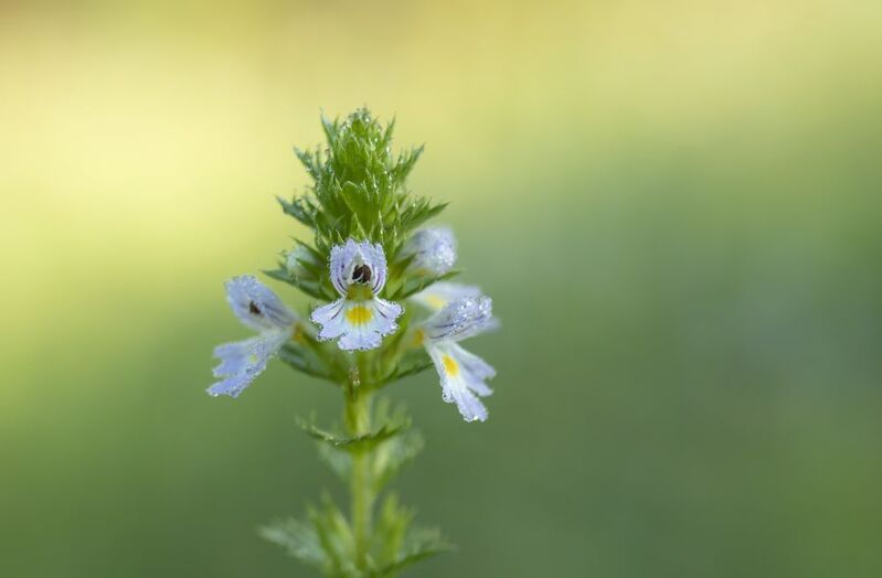 Очанка фото превью