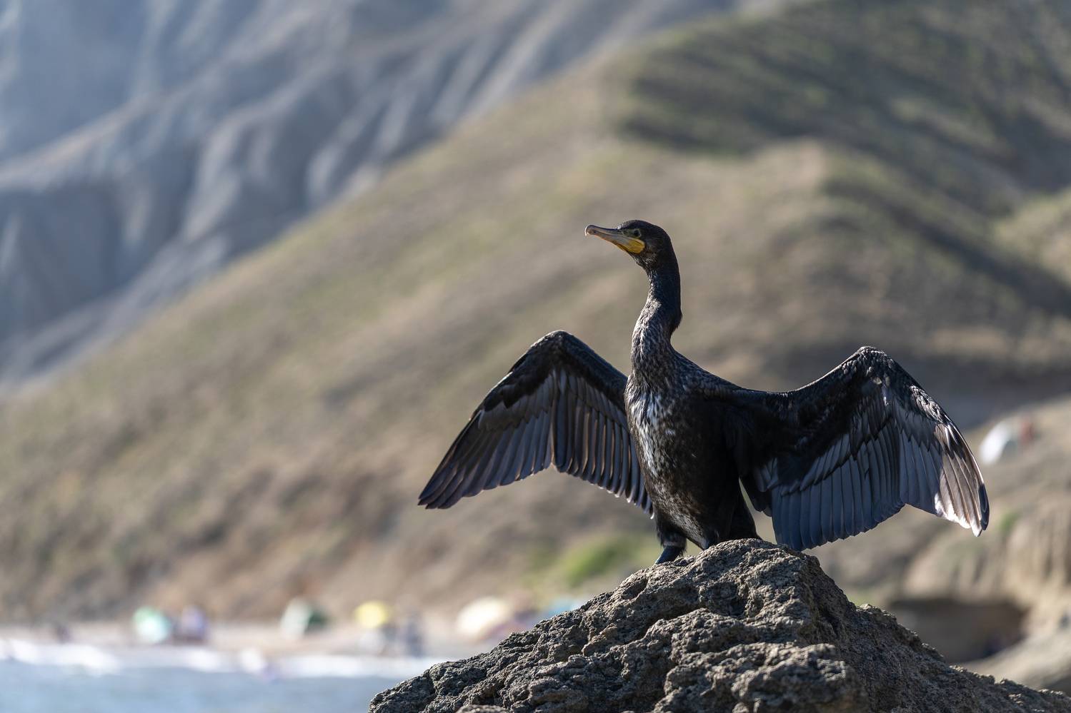 баклан, море, черное, птица, Татьяна Феденкова