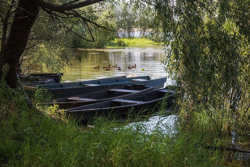 пейзаж, лето, речная заводь, дикие утки Тихая заводь фото превью