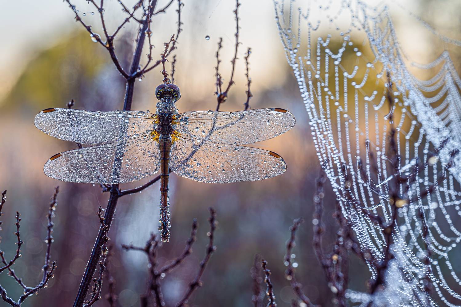 , Зайцев Роман