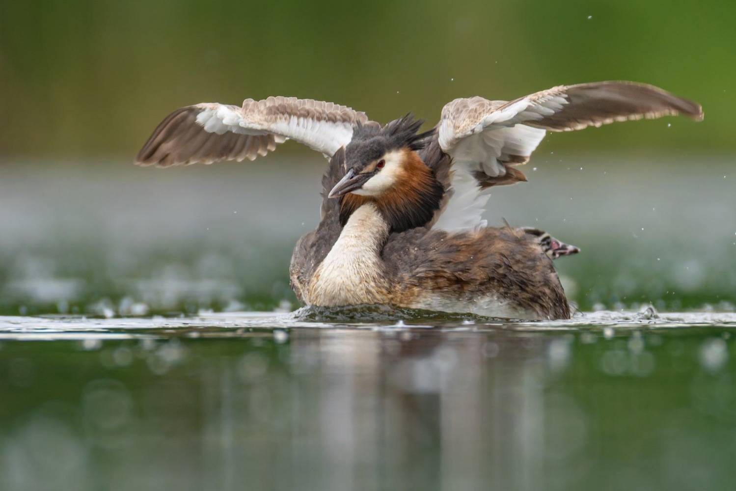 чомга, птицы, поганка, большая поганка, птенцы, Руслан Pl