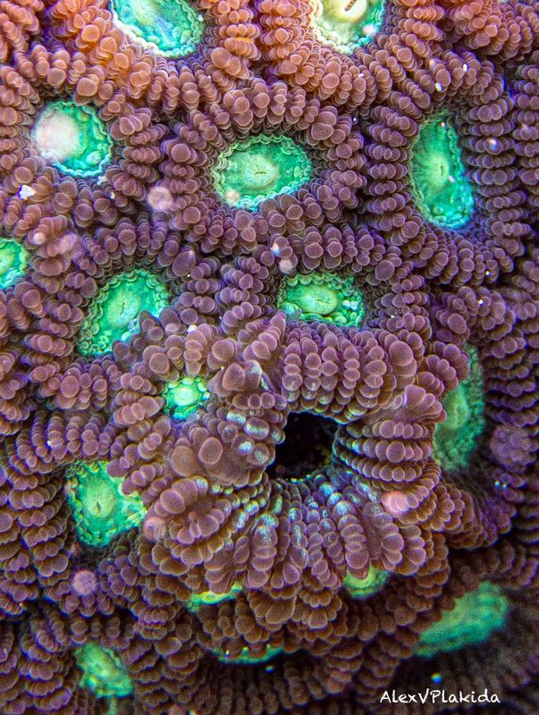 The most weird animal is… фото превью