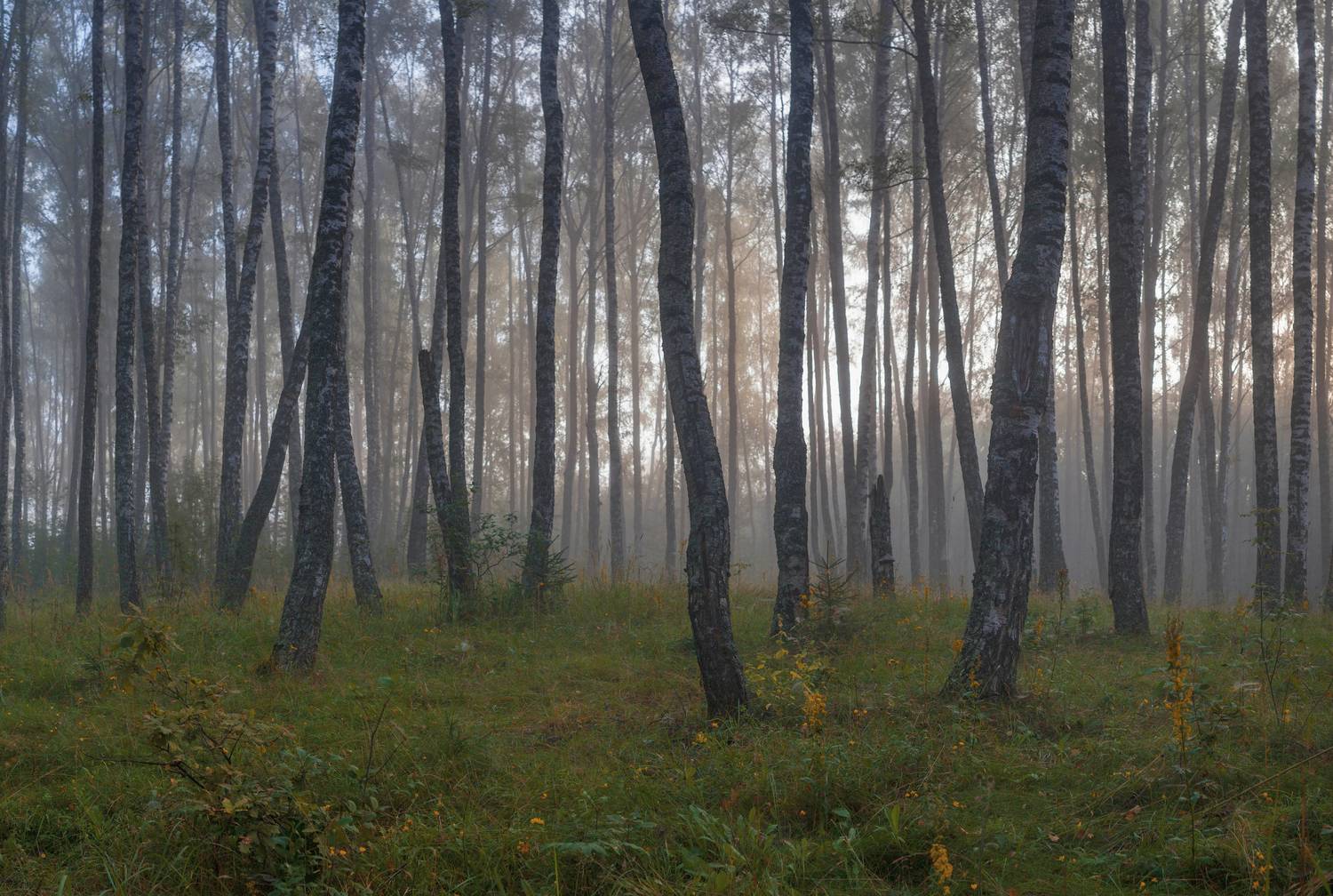 лес, лето, Свистков Александр