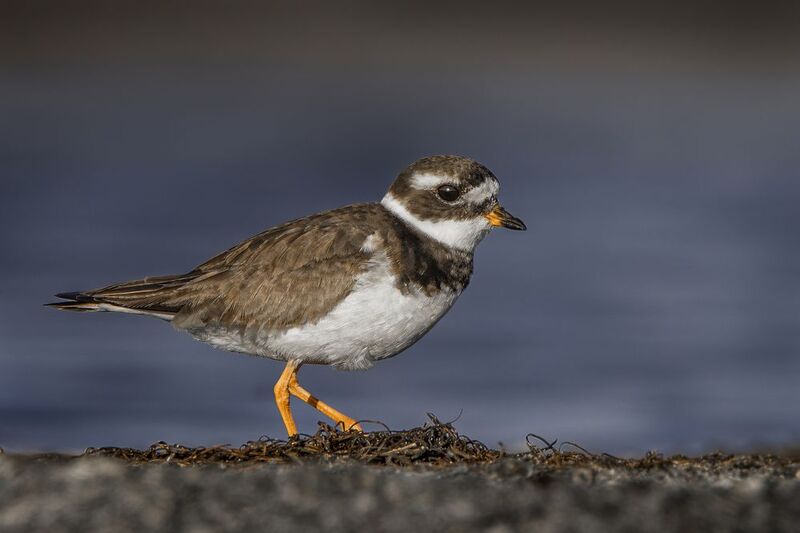 Охота на комариков фото превью