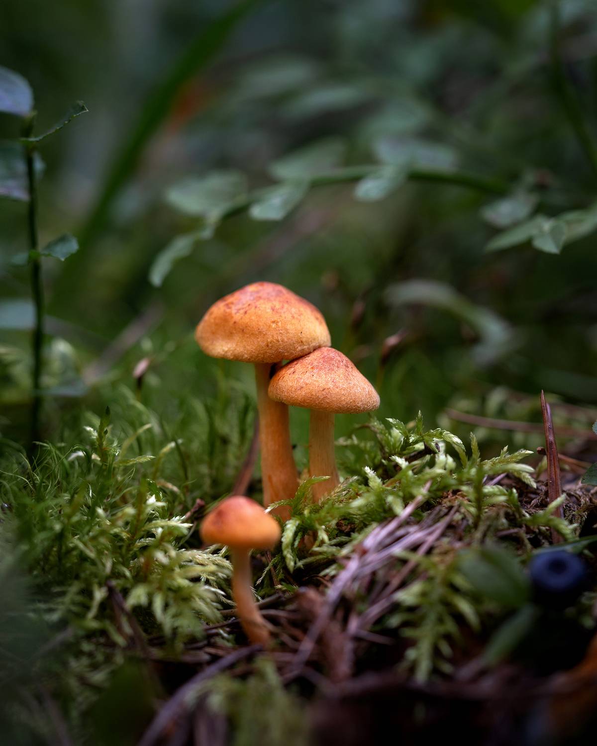 грибы, макро, природа, лес, растение, Завьялова Людмила