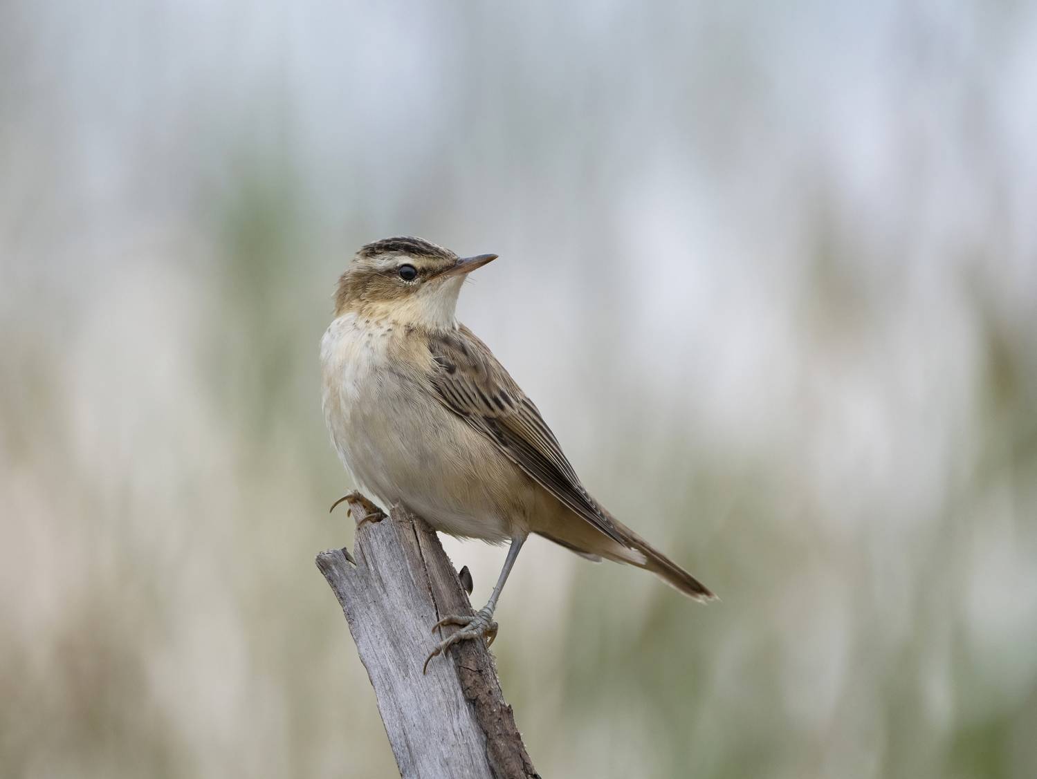 птицы,природа, лето, Андрей Киселёв