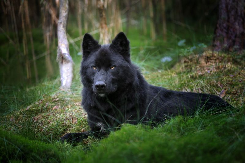 .... фото превью