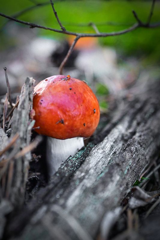 Красная шапочка фото превью