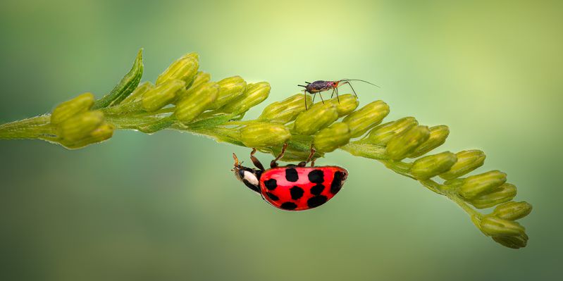 Yin and Yang фото превью