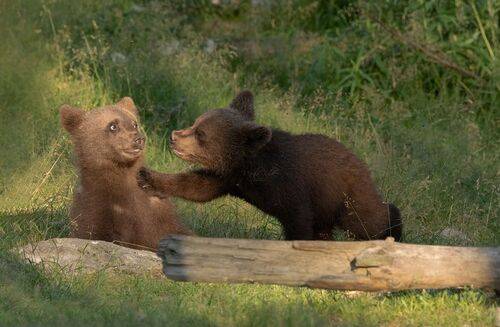 Brown Bear Cubs