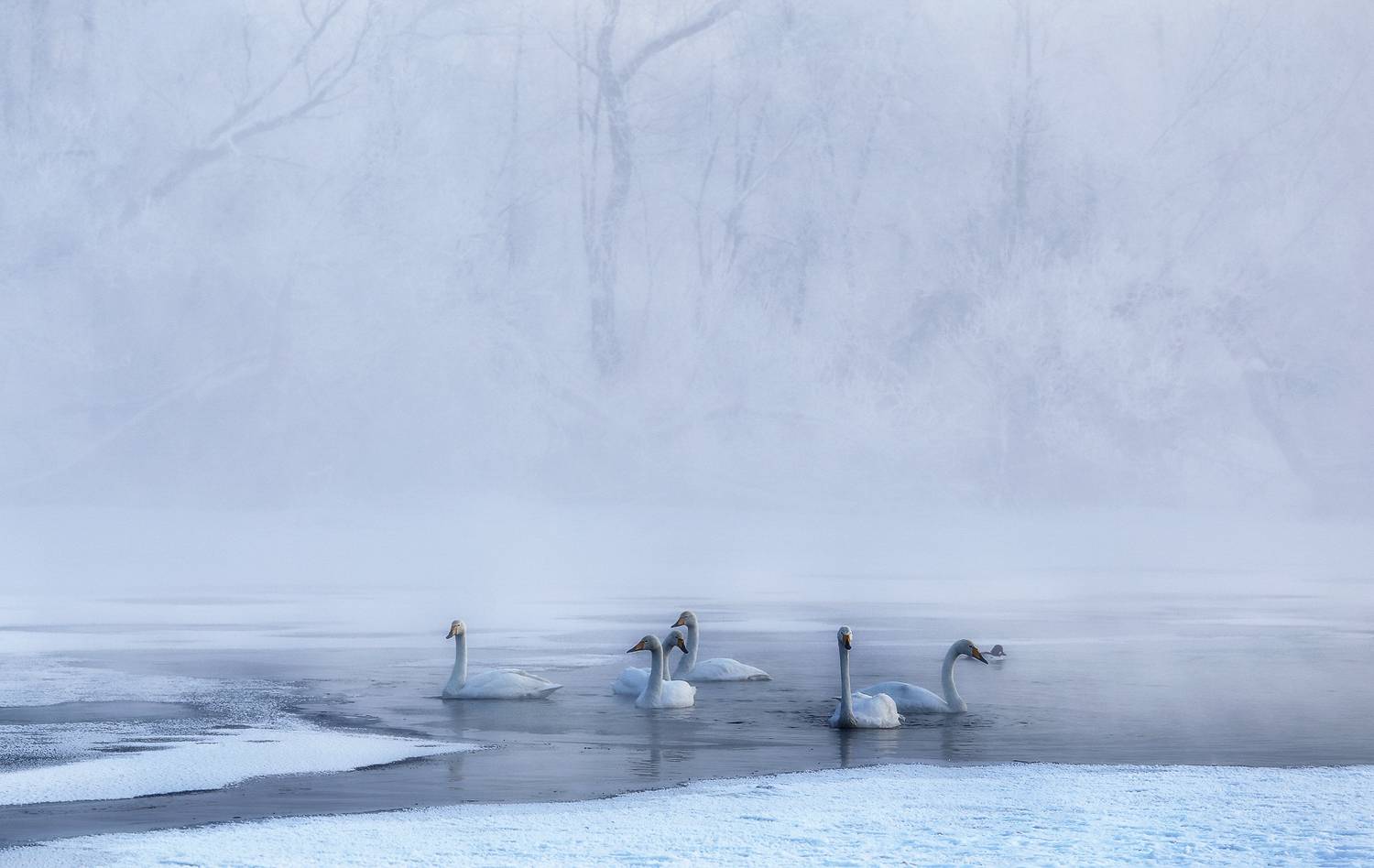 алтайский край, лебединое озеро, Галина Хвостенко