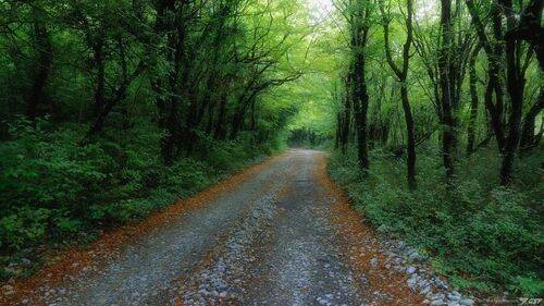 Лесные дороги