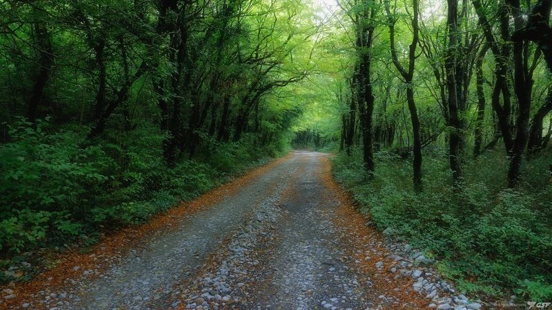 лето природа пейзаж лес дорога Лесные дороги фото превью