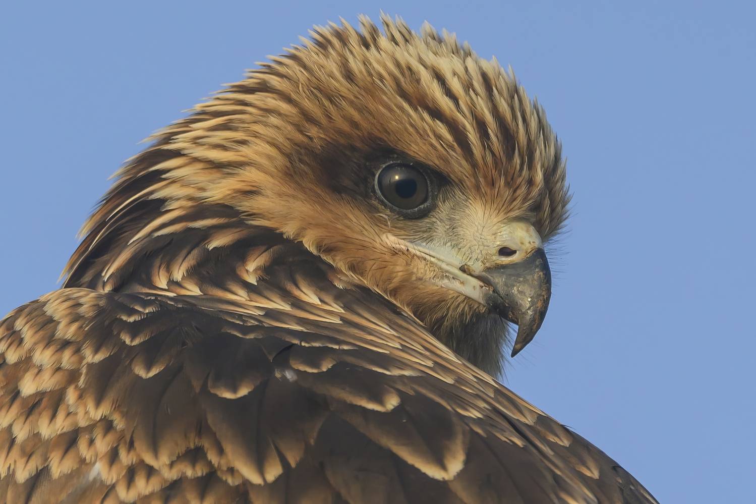 , Пупонин Сергей