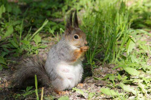 Завтрак на траве