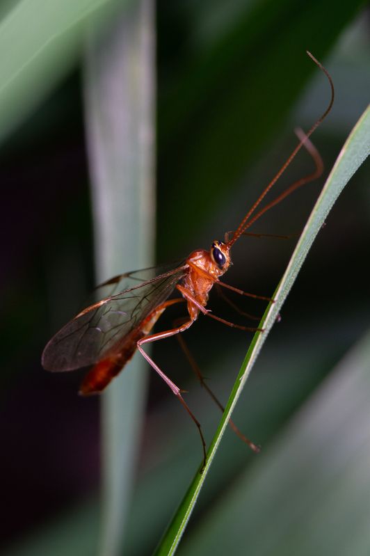 Ophion luteus фото превью