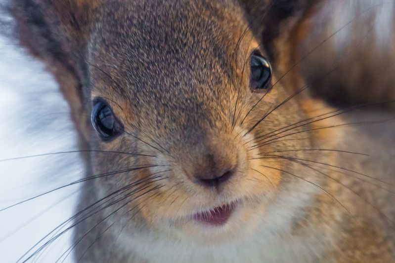 Тет-а-тет фото превью