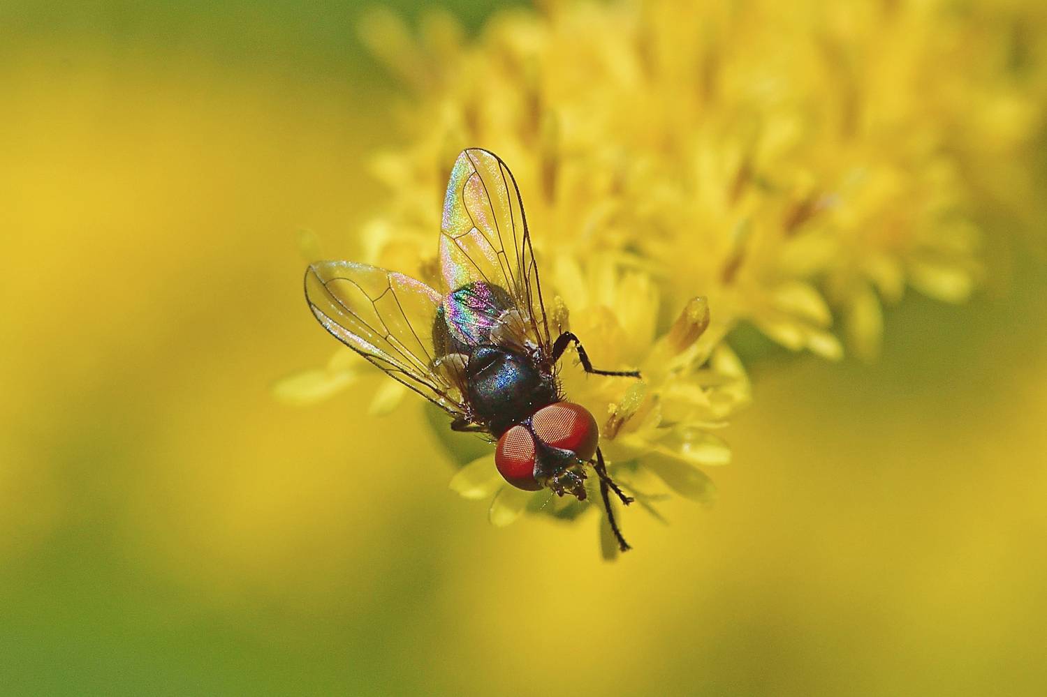 , Корнейчук Игорь