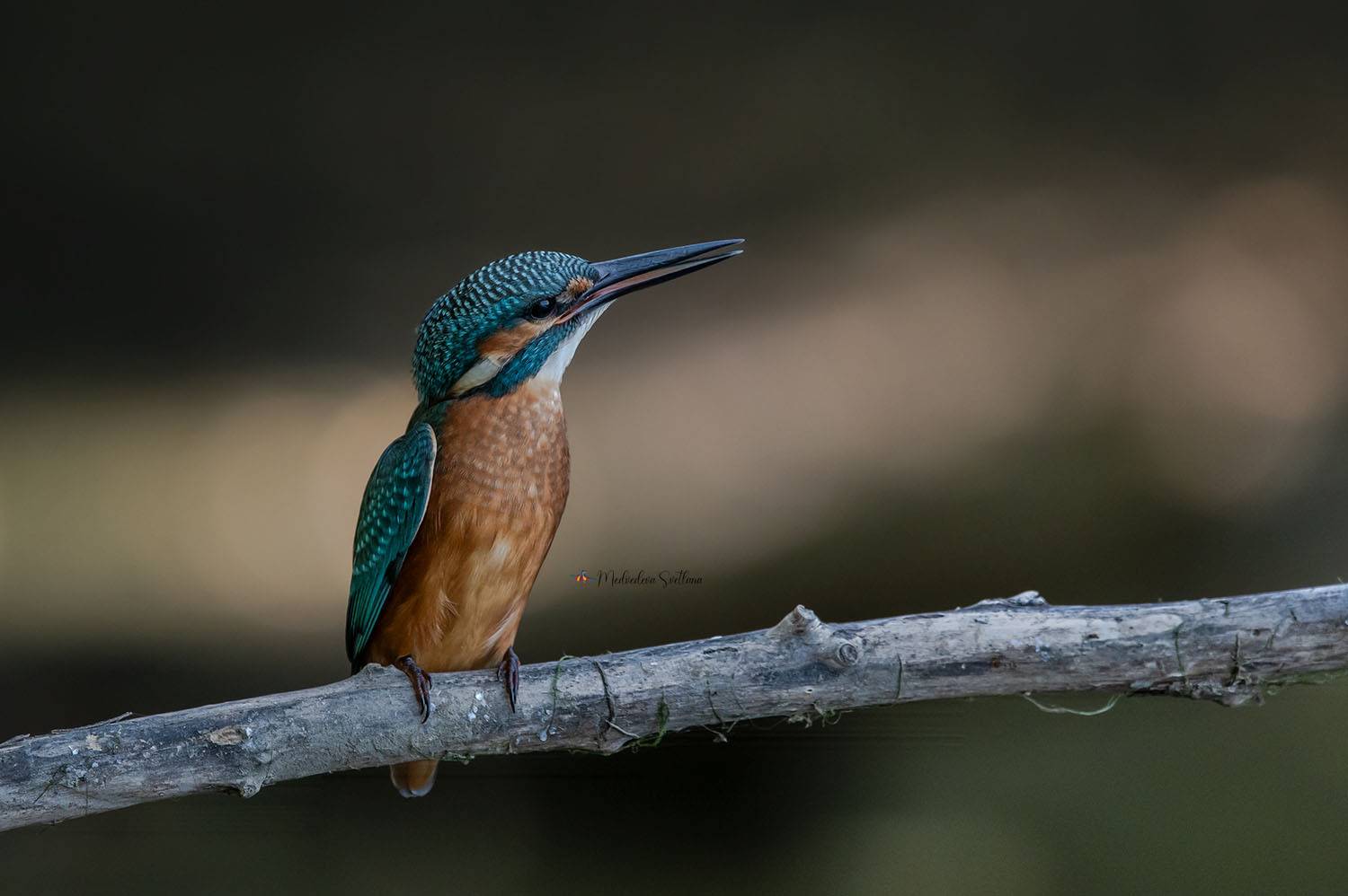 фотоохота, птица, зимородок, Медведева Светлана